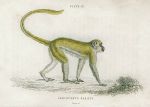 Cercocebus Sabaeus (Green monkey), 1833