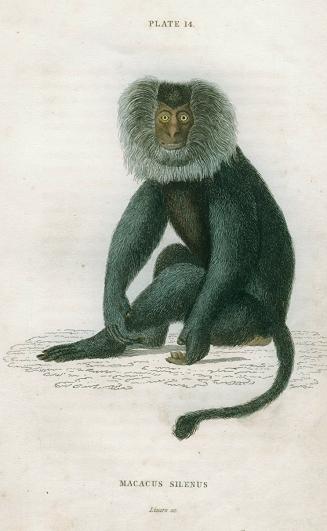 Macacus Silenus (Wanderoo monkey), 1833