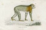 Inuus Sylvanus (Barbary ape), 1833