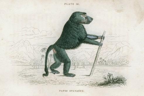 Papio Sylvanus (Chacma), 1833