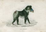 Papio Mormon (Rib-nose baboon), 1833