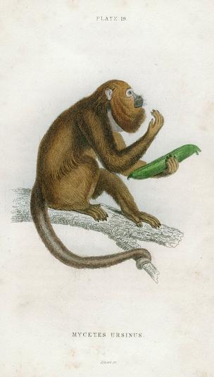 Mycetes Ursinus (ursine howler), 1833