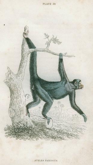 Ateles Paniscus (Black Spider Monkey), 1833