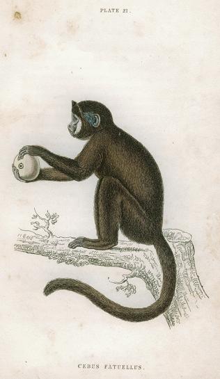 Cebus Fatuellus (Capuchin), 1833