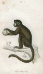 Cebus Fatuellus (Capuchin), 1833