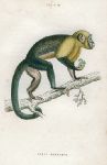 Cebus Monachus (Smooth headed capuchin), 1833