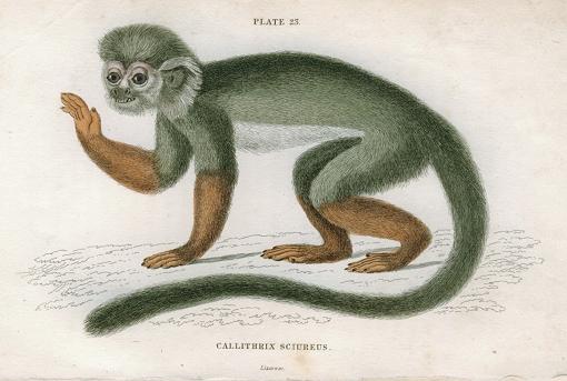 Callithrix Sciureus (Squirrel monkey), 1833