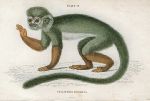 Callithrix Sciureus (Squirrel monkey), 1833