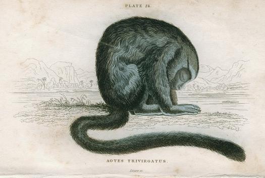 Aotes Trivirgatus (South American Night Monkey), 1833