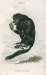 Pithecia Satanas (Black saki), 1833