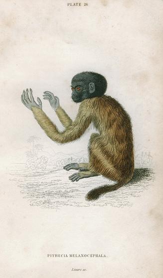 Pithecia Melanocephala (South American short-tailed monkey), 1833