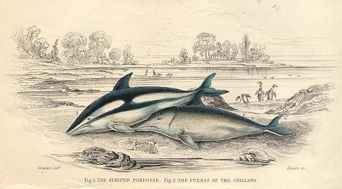 Striped Porpoise & Fuenas, 1833