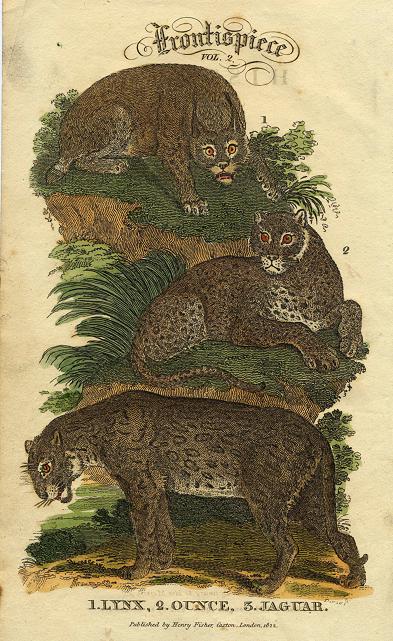 Frontispiece to 'History of the Earth and Animated Nature' with big cats, 1822