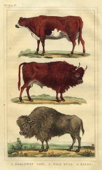 Cow, Bull & Bison, 1822