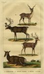 Elk, Stag, Gazelle & Reindeer, 1822