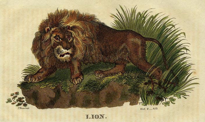 Lion, 1822