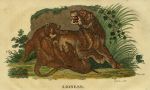 Lioness, 1822