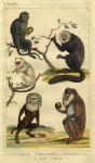 Apes, 1822