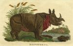 Rhinoceros, 1822