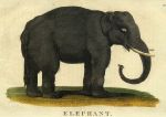 Elephant, 1822