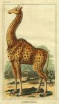 Giraffe, 1822