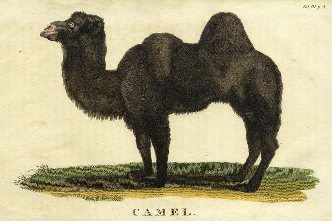 Camel, 1822