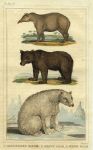 Bears & Tapir, 1822