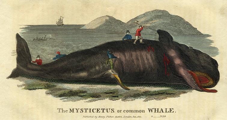 Whale, 1822