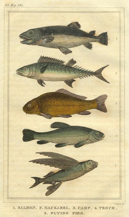 Fish, 1822