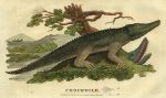 Crocodile, 1822