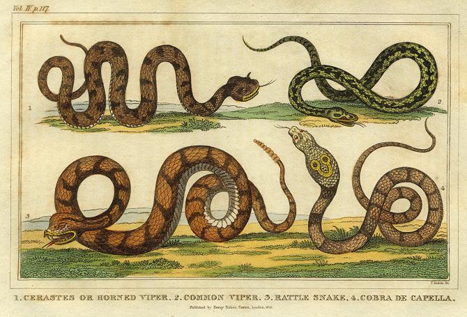 Snakes, 1822