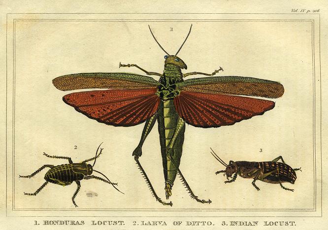 Locusts, 1822