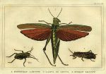 Locusts, 1822