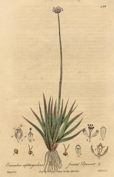 Jointed Pipewort, 1842