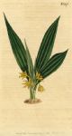 Unidentified plant, Curtis, 1808