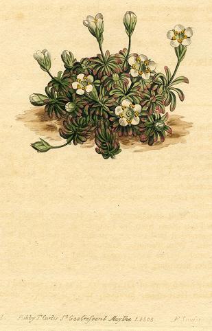 Unidentified plant, Curtis, 1808