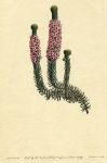 Heather (Erica empetrifolia), Curtis, 1799