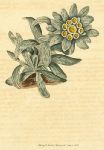 Unidentified plant, Curtis, 1818