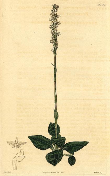 Unidentified plant, Curtis, 1825