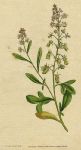 Unidentified plant, Curtis/Sowerby, about 1800