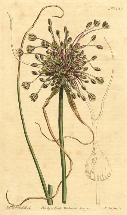 Unidentified plant, Curtis, 1811