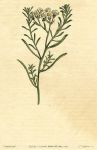 Unidentified plant, Curtis, 1811