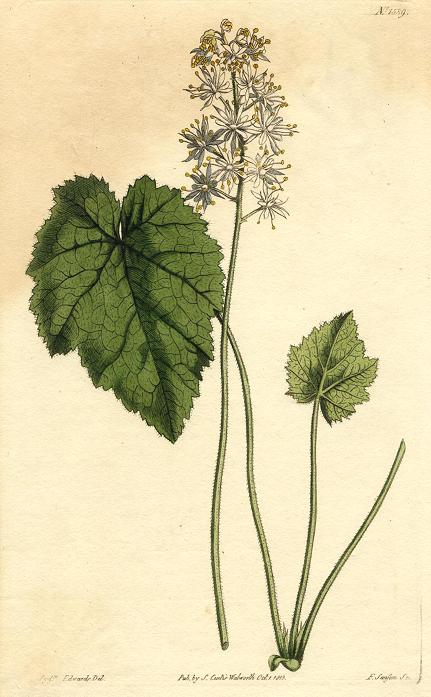 Unidentified plant, Curtis, 1813