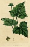 Unidentified plant, Curtis, 1818