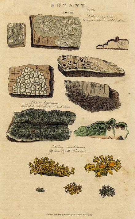 Botany, Lichens, 1813