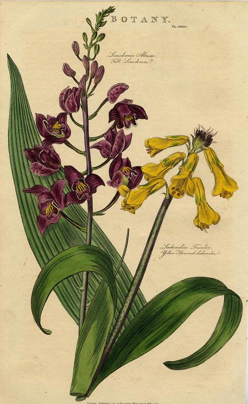 Botany, Tall Limodorum & Yellow Flowered Lachenalia, 1813