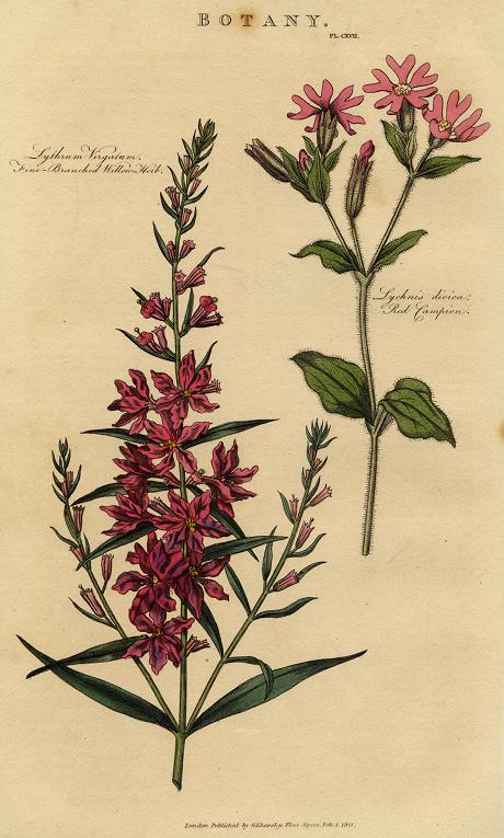 Botany, Willow Herb & Red Campion, 1813