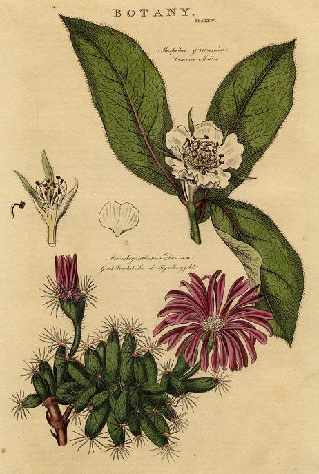 Botany, Common Medlar & Fig-Marigold, 1813