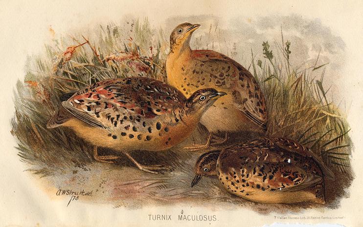 Turnix Maculosus, 1890