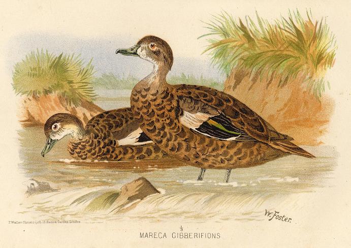 Mareca Gibberifons, 1890